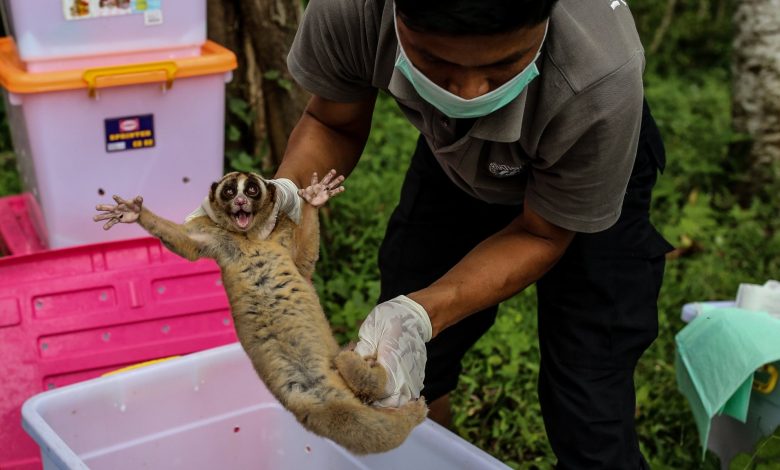 WHO urges halt to sale of live wild animals in food markets WHO urges halt to sale of live wild animals in food markets