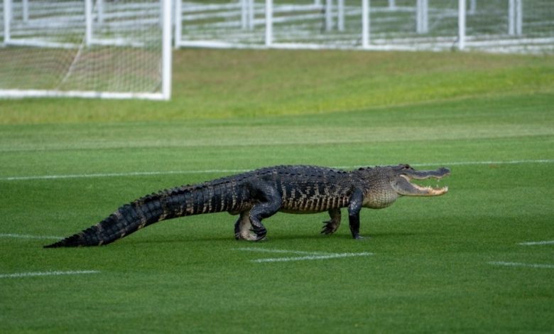 Gator crashes Toronto FC training session in Florida Gator crashes Toronto FC training session in Florida