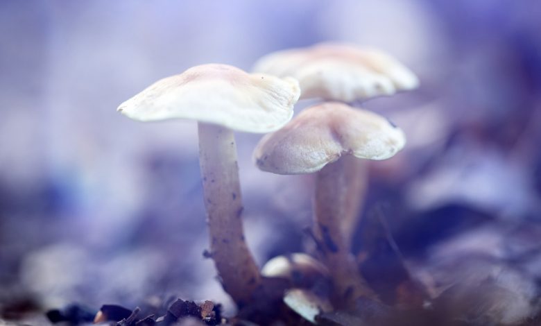 New study: Magic mushroom compound 'promising' for depression New study: Magic mushroom compound 'promising' for depression