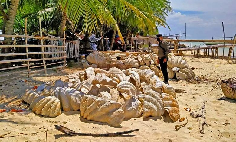 Giant clam shells worth $25 million seized in Philippine raid Giant clam shells worth $25 million seized in Philippine raid