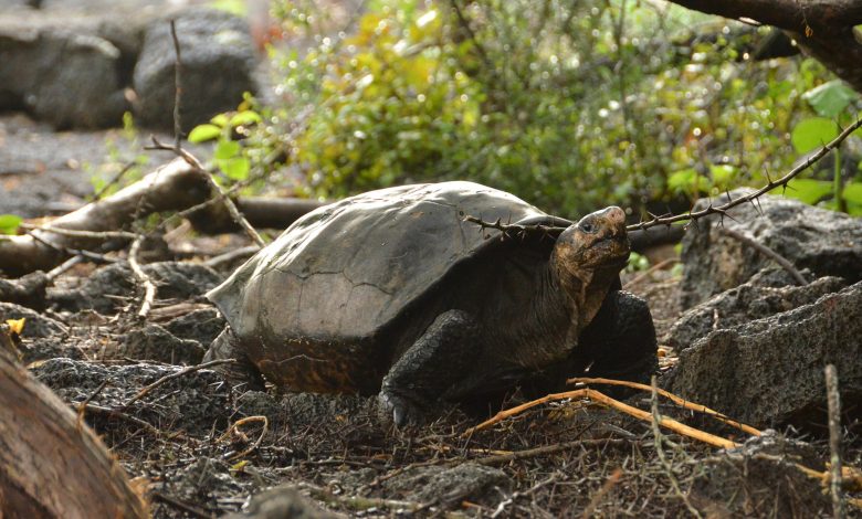 Galápagos tortoise found alive from species thought to be extinct Galápagos tortoise found alive from species thought to be extinct
