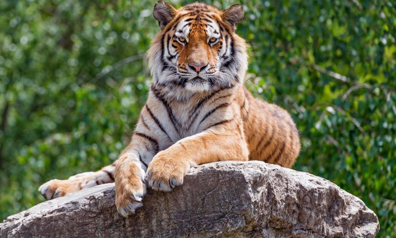 Wanted: Bengal Tiger Seen Roaming Texas Neighborhood Wanted: Bengal Tiger Seen Roaming Texas Neighborhood