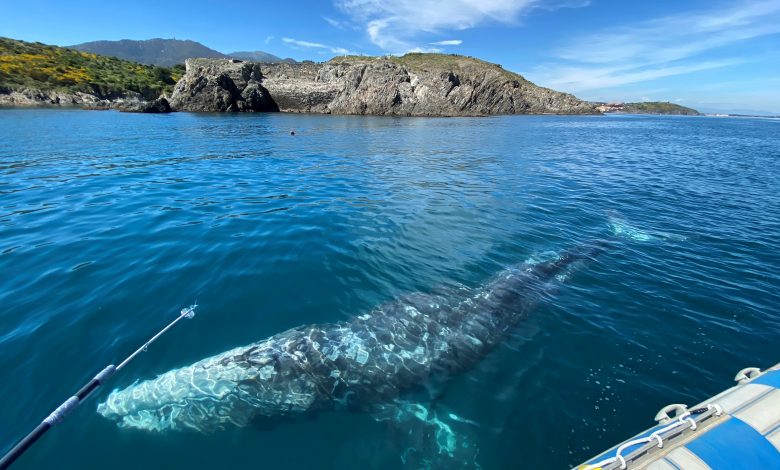 Lost in the Mediterranean, a starving grey whale must find his way home soon Lost in the Mediterranean, a starving grey whale must find his way home soon