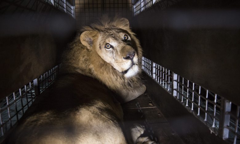 QA Cargo returns seven rescued lions to natural habitat for free QA Cargo returns seven rescued lions to natural habitat for free