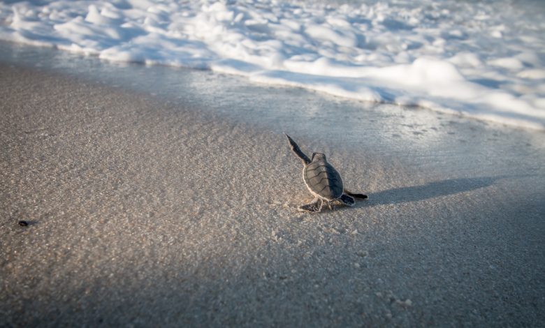 QU centre begins annual monitoring of rare sea turtle nesting QU centre begins annual monitoring of rare sea turtle nesting