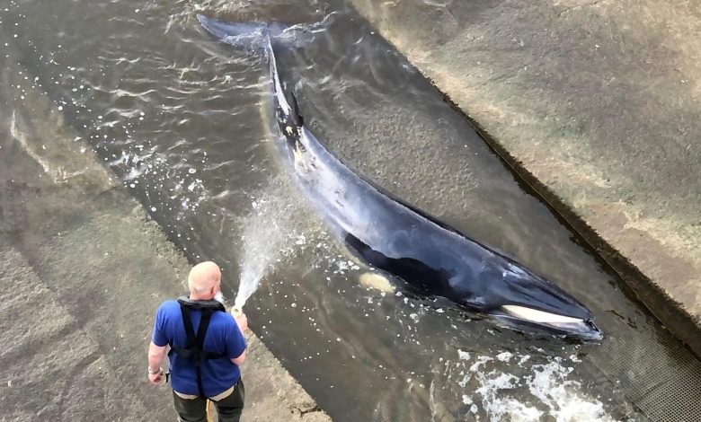 Minke whale calf put down after getting stranded in London Minke whale calf put down after getting stranded in London