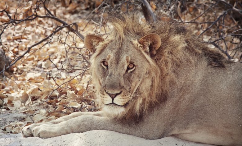 Somaliland authorities shoot lion dead after evening on the loose Somaliland authorities shoot lion dead after evening on the loose