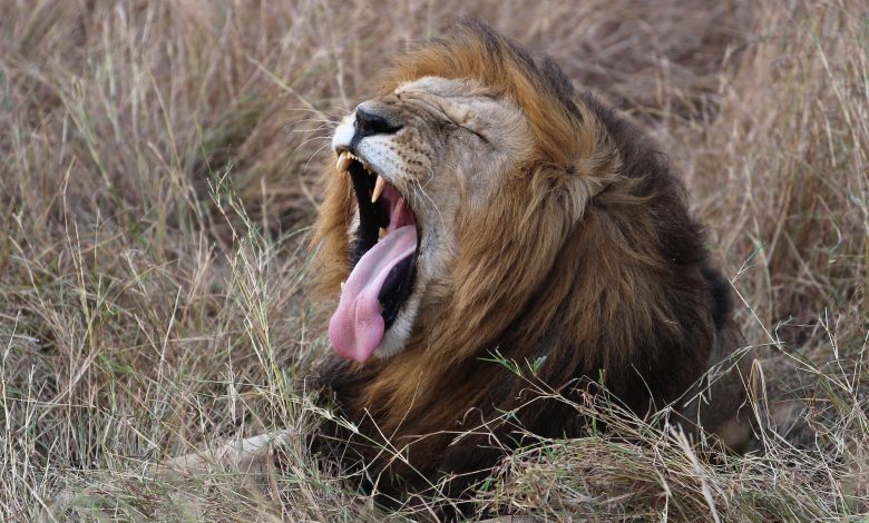 Eight lions in Indian zoo test positive for COVID-19 Eight lions in Indian zoo test positive for COVID-19