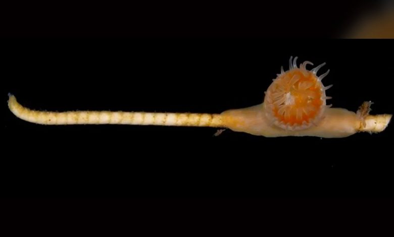 'Living Fossil' Found Thriving on Ocean Floor 'Living Fossil' Found Thriving on Ocean Floor