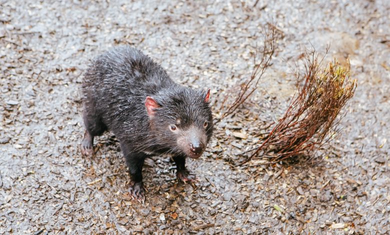 Tasmanian devils born on Australian mainland in rewilding push Tasmanian devils born on Australian mainland in rewilding push