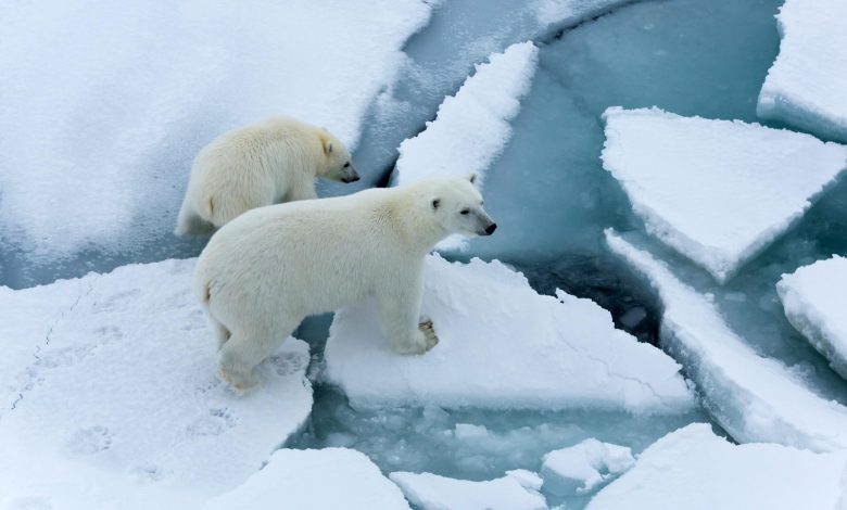 Arctic Sea Ice Thinning Up to Twice As Fast as Expected Arctic Sea Ice Thinning Up to Twice As Fast as Expected