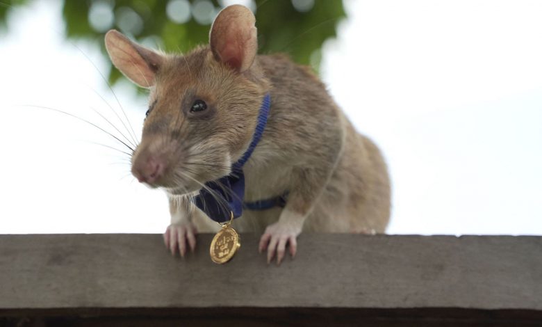 Mine-sniffing rat Magawa ends years of hard work in Cambodia Mine-sniffing rat Magawa ends years of hard work in Cambodia
