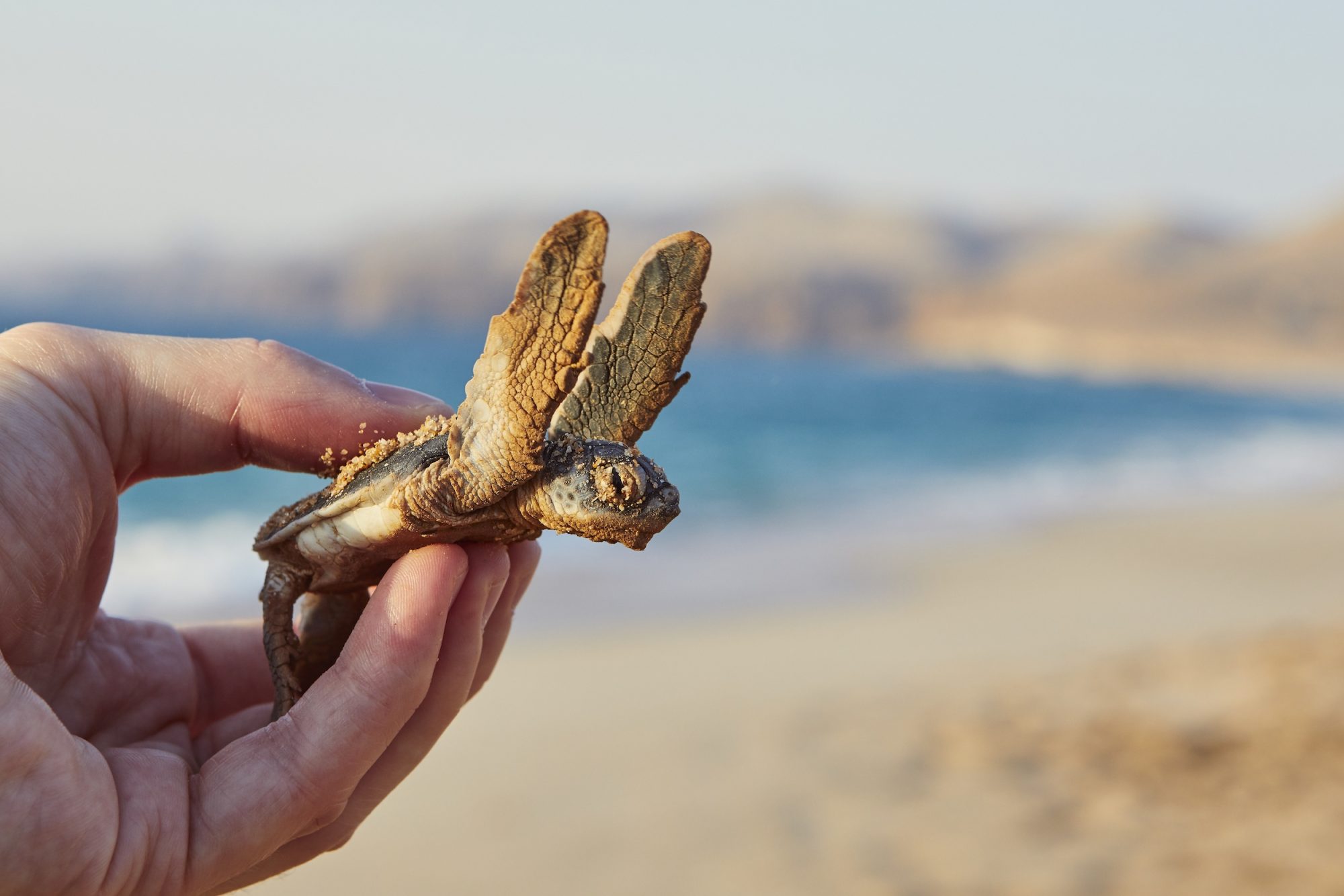 300 baby turtles rescued in cooperation with citizens