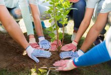 Qatar sets Guinness record for most nationalities planting trees simultaneously