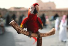 Qatar's Bird and pet market lacks diversity