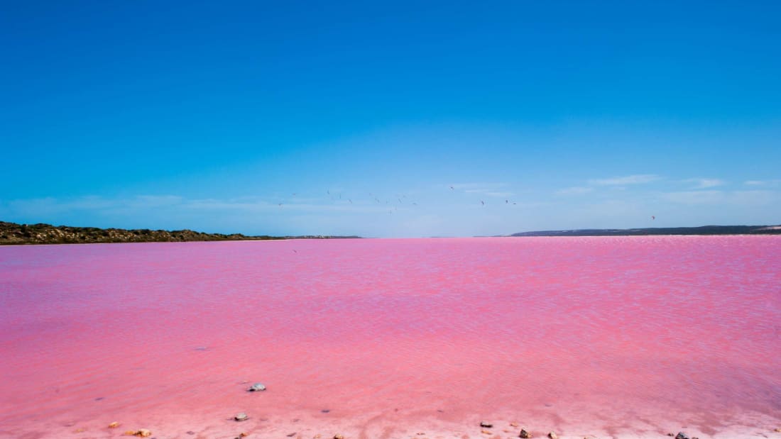 Strange phenomenon of a pink underwater spring in northern Qatar