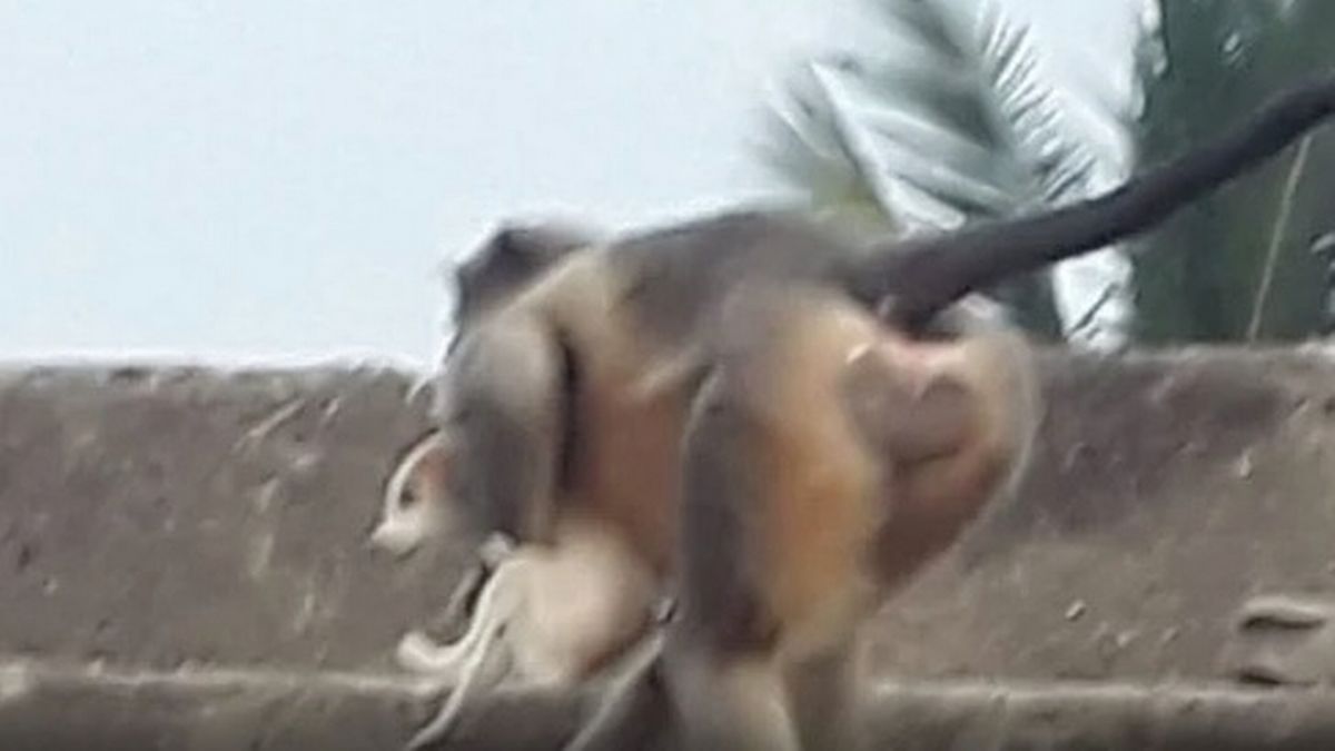 Vengeful monkeys 'throw 250 dogs to their deaths' after baby monkey killed