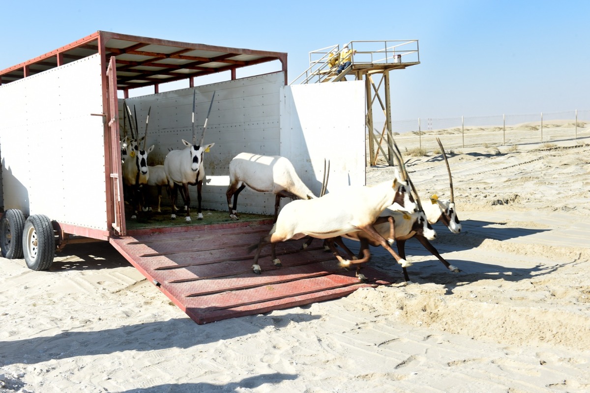 Ministry releases 18 Arabian oryx in Sealine reserve