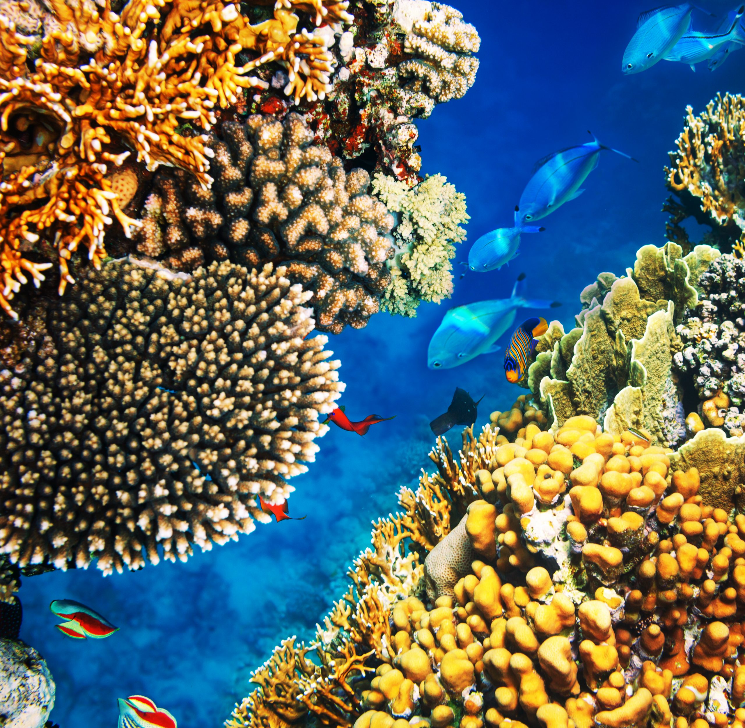 Euronews: Qatar is Saving the coral reefs