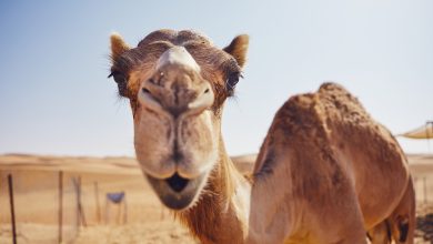 Ministry Launches Camel Ownership Transfer Service