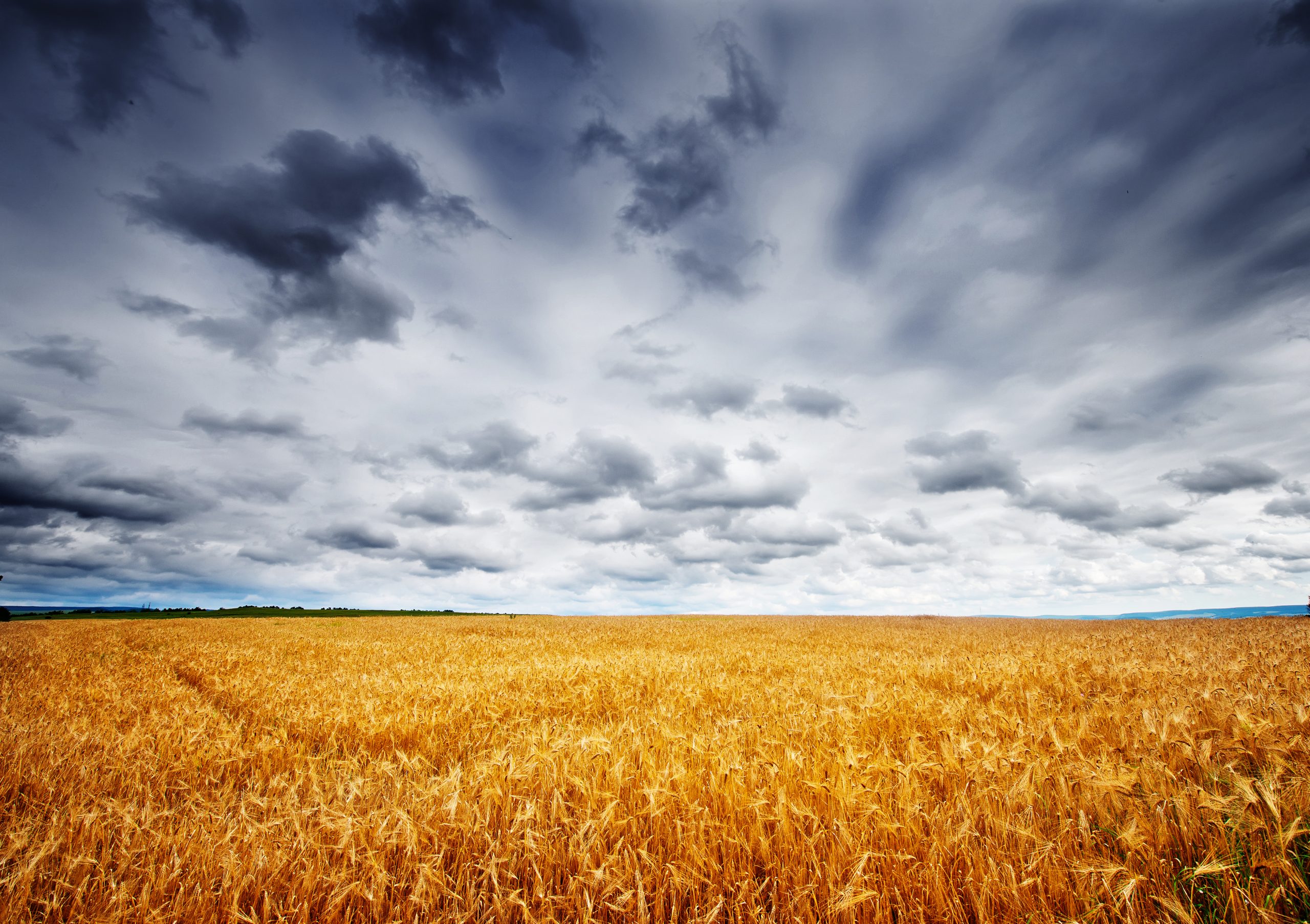 Food crisis looms as Ukrainian wheat shipments grind to halt