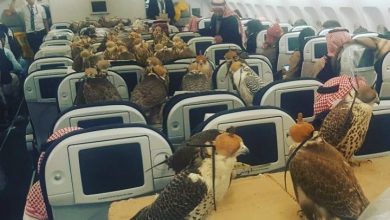 Can you carry falcons with you on a Qatar Airways flight?