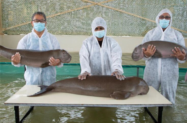 Third baby dugong 'Olivia' rescued in Qatar
