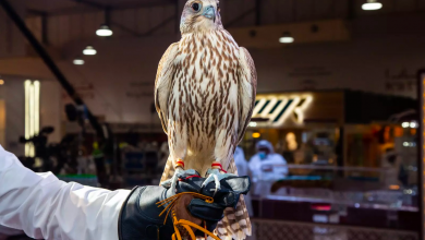 Katara gears up for International Hunting and Falcons exhibition
